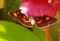Pyrausta purpuralis