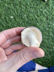 Russula cyanoxantha