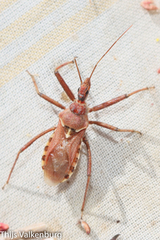 Rhynocoris erythropus
