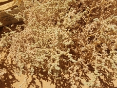 Haloxylon