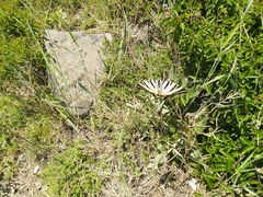 Iphiclides podalirius