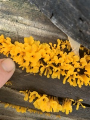 Dacrymyces spathularia