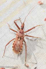 Rhynocoris erythropus