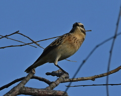 Saxicola rubetra