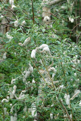 Salix scouleriana