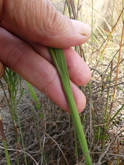 Gladiolus hirsutus