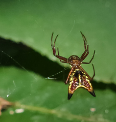 Micrathena sagittata