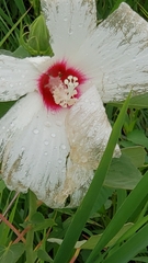 Hibiscus moscheutos
