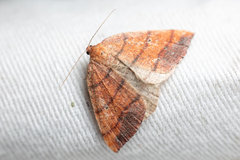 Drepanulatrix carnearia