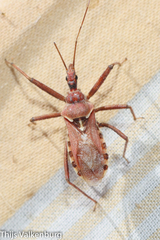 Rhynocoris erythropus