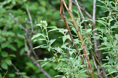 Salix bebbiana