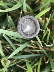 Lanatulae