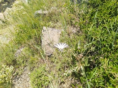 Iphiclides podalirius