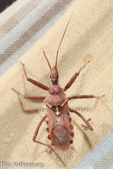 Rhynocoris erythropus