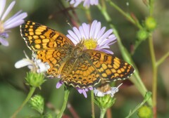 Phyciodes mylitta