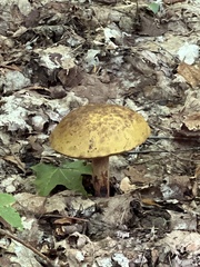 Boletaceae