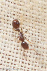 Temnothorax exilis