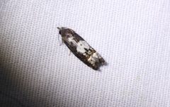Eucosma parmatana