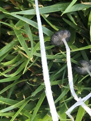 Lanatulae