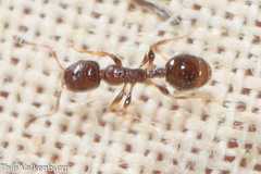 Temnothorax exilis