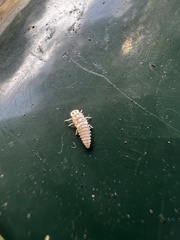 Coccinellinae