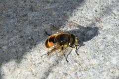 Eristalis brousii