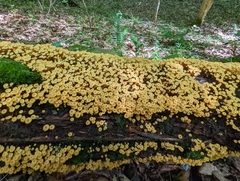 Xeromphalina