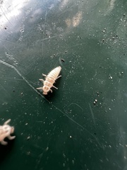 Coccinellinae