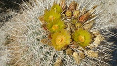 Ferocactus cylindraceus