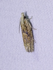 Eucosma ochrocephala