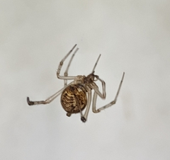 Parasteatoda