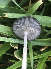 Lanatulae