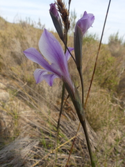 Gladiolus hirsutus