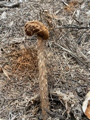 Battarrea phalloides