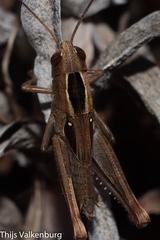 Eyprepocnemis plorans