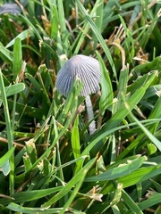 Lanatulae