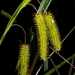 Carex pseudocyperus - Photo (c) eugenezakharov, algunos derechos reservados (CC BY-NC), subido por eugenezakharov
