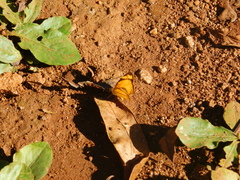Tegosa
