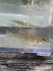 Etheostoma olmstedi