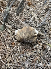 Battarrea phalloides