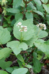 Viburnum edule