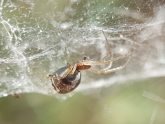 Frontinellina frutetorum