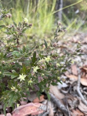 Xanthosia pilosa