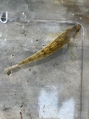 Etheostoma olmstedi