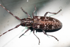 Monochamus obtusus