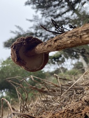 Battarrea phalloides