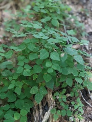 Amphicarpaea bracteata