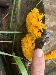 Dacrymyces spathularia