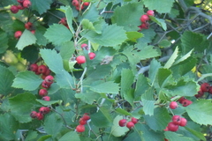 Crataegus chrysocarpa chrysocarpa