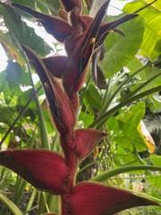 Heliconia
